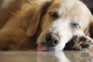 Funny photo of Duchess, a Golden Retriever sleeping with tongue out.